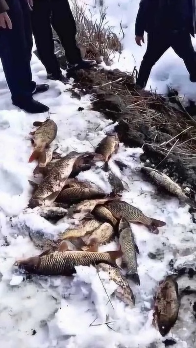 平原鱼王藏身之谜，探秘新发现！