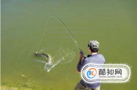 荒野大鱼钓法攻略：独家揭秘高效捕捞技巧