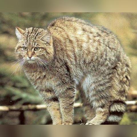 勇者斗恶龙3重制版独行侠性格选择攻略：揭秘独行侠最佳玩法技巧