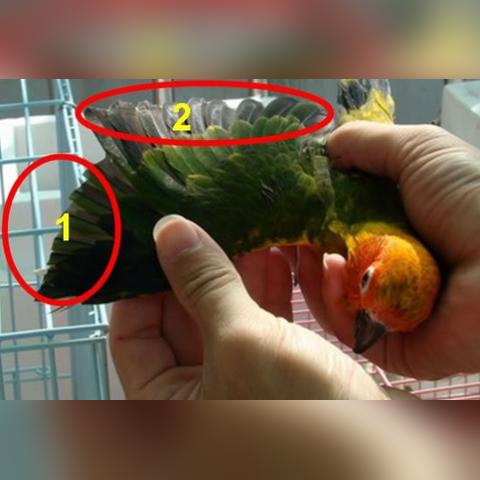 《野狗子》战斗秘籍：深度解析全新战斗价值体验