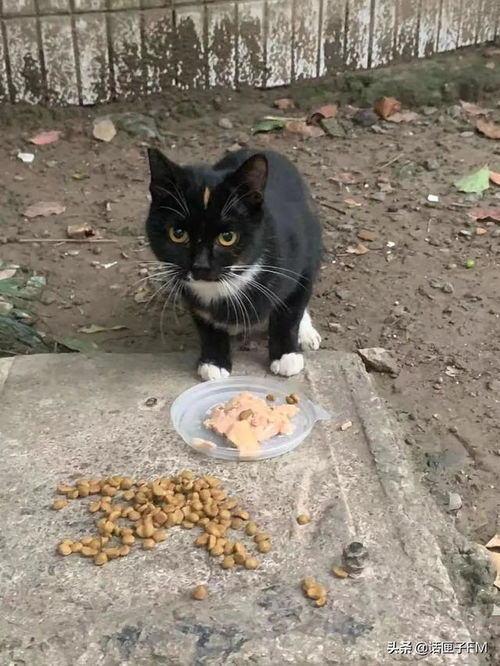 《野狗子》咒封力解神龛位置攻略：解锁神秘新价值