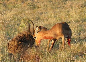 《野狗子》黑骑怨甦探秘：裹神龛位置揭晓，探寻神秘价值点