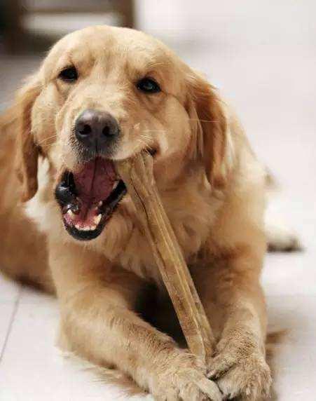 《野狗子》毒鱼壶-改攻略：高效收集记忆碎片技巧解析