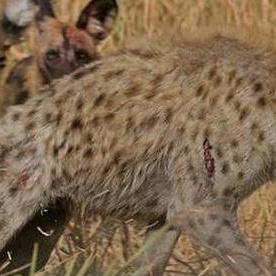 《野狗子》终极揭秘：真结局剧情深度解析