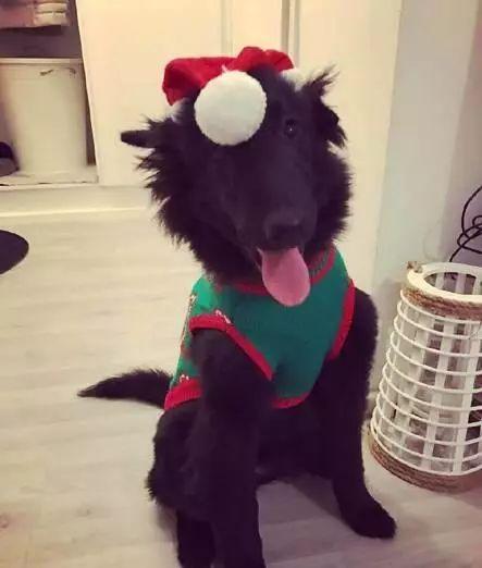 《野狗子》全速通关秘籍，解锁全新游戏体验攻略