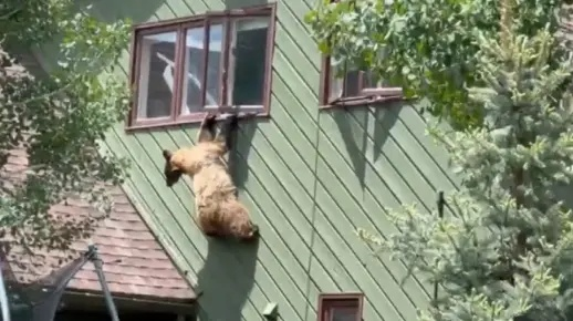 功夫黑熊入侵体育馆：破解窗锁，挑战极限健身新纪元