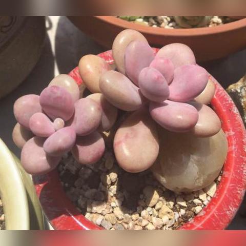 嘟嘟利技能解析：揭秘全新战斗价值点