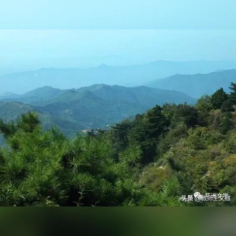 《野狗子》全流程攻略揭秘：高效通关技巧大公开