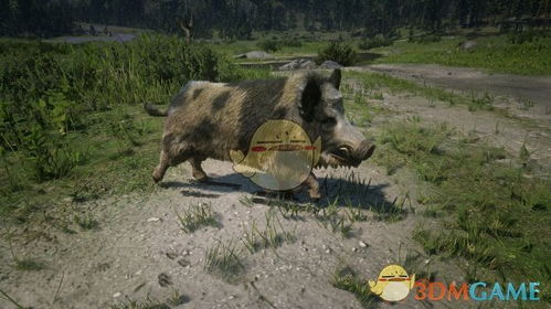 荒野大镖客1传说野猪踪迹解析，探秘传奇动物出没秘境