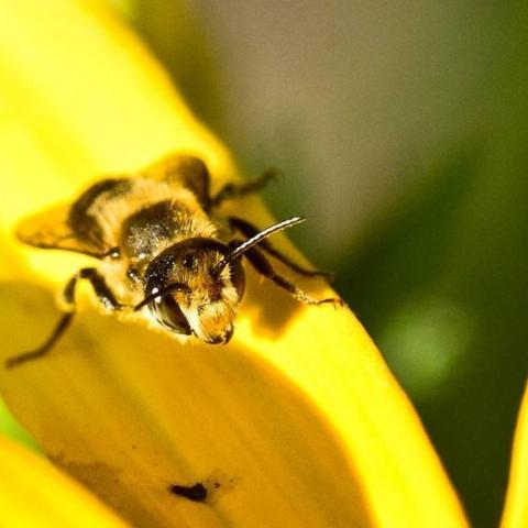 荒野大镖客1传说狼踪迹解析，动物栖息地探秘指南