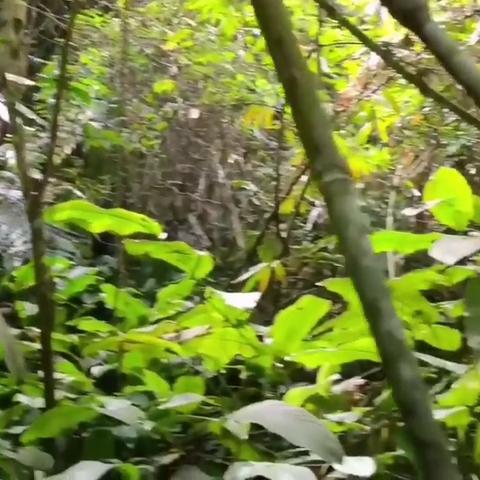 荒野狩猎巅峰揭秘：Beta版《怪物猎人》全流程攻略大公开