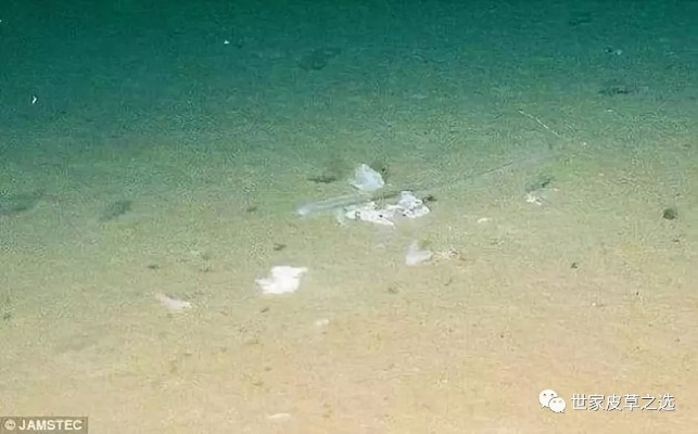海洋奇观：80%海域现降解塑料细菌，环保新希望！