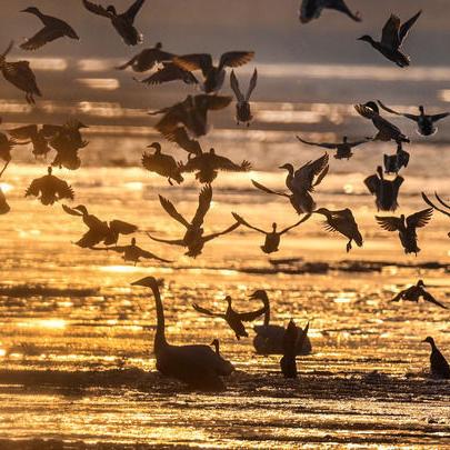 AI助力三角洲，甜蜜恋爱新篇章