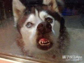 《舔狗》全程揭秘：深度解析舔狗生存法则