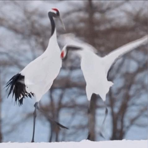 《原神》任务攻略：轻松掌握“沉重的翅膀”完成技巧，高效解锁新篇章