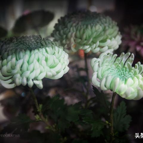 绝区零1.1简培养攻略，深度解析新价值提升秘籍