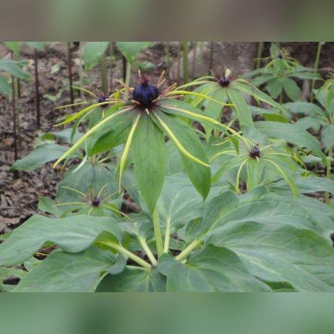 天龙八部肉类深度解析，私服版本必看！哪种肉性价比最高？