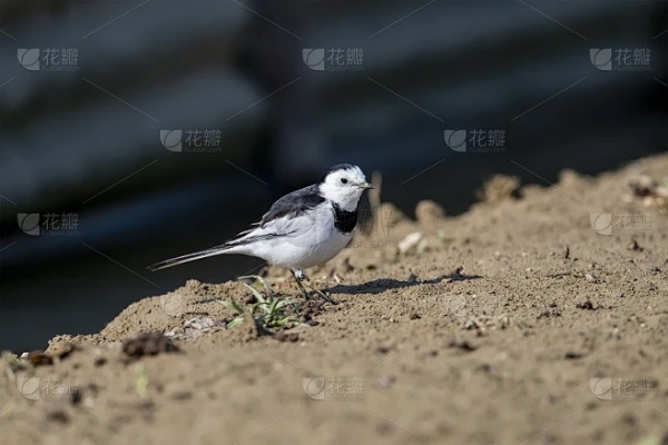 心动小镇白鹡鸰藏匿之谜揭晓