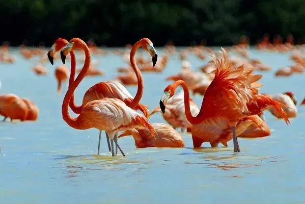 美洲火烈鸟奇遇地揭秘：心动小镇探秘之旅