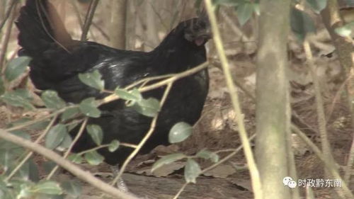 游隼现身揭秘：心动小镇探秘之旅