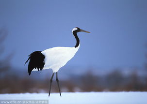 《心动小镇》白腰朱顶雀觅踪指南