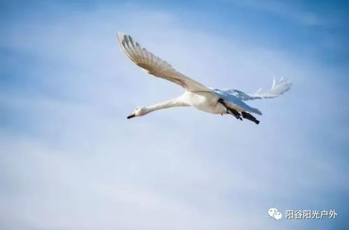 心动小镇燕鸥踪迹揭秘，探寻神秘栖息地