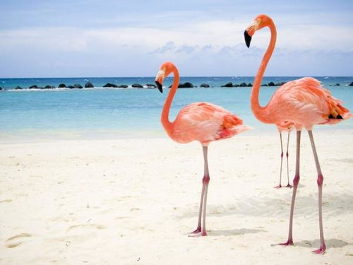 心动小镇小火烈鸟现身攻略，揭秘独特觅食地