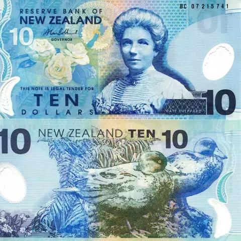 《心动小镇》黄眼鸽寻踪记：揭秘稀有鸟类栖息地