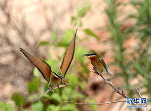 《心动小镇》黄喉蜂虎寻踪记：探寻神秘鸟儿栖息地