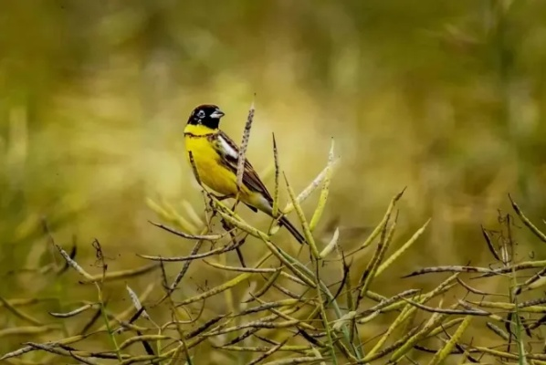 《心动小镇》黄腹纹霸鹟寻踪记：探秘稀有鸟类栖息地