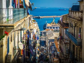 欧洲绿鸬鹚寻踪记：心动小镇神秘现踪点