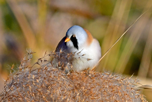 心动小镇探秘：文须雀栖息地大揭秘