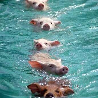 心动小镇探秘：揭秘大火烈鸟神秘现身地