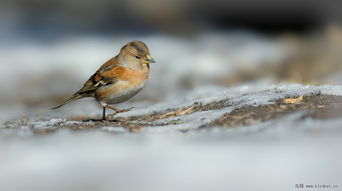 《心动小镇》苍头燕雀寻踪记：揭秘珍稀鸟儿栖息地