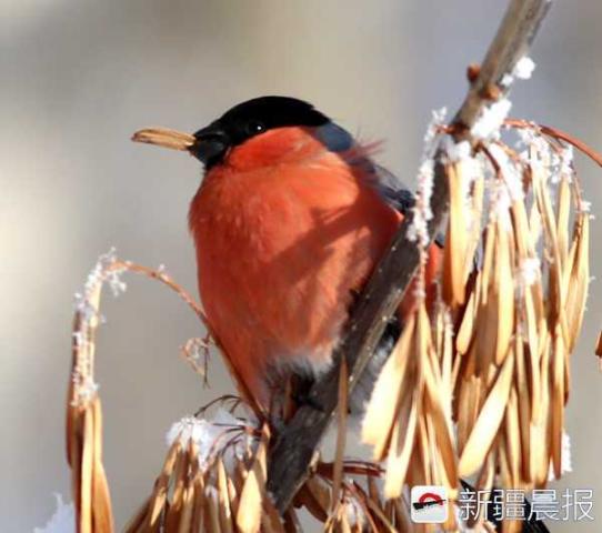 《心动小镇》红腹灰雀寻踪记：探秘珍稀鸟儿栖息地