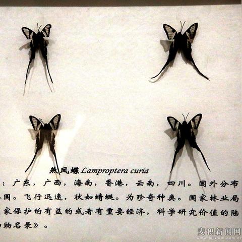 翠叶红颈凤蝶捕捉攻略：心动小镇新秘境揭晓