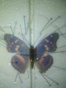 《心动小镇》紫闪蛱蝶捕捉秘境揭晓，探秘新玩法！