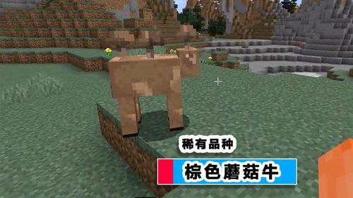 《心动小镇》金光宝石丽金龟捕捉攻略，探秘珍稀捕捉点