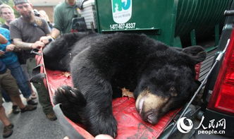 东京周边惊现熊害，已致12死紧急应对中