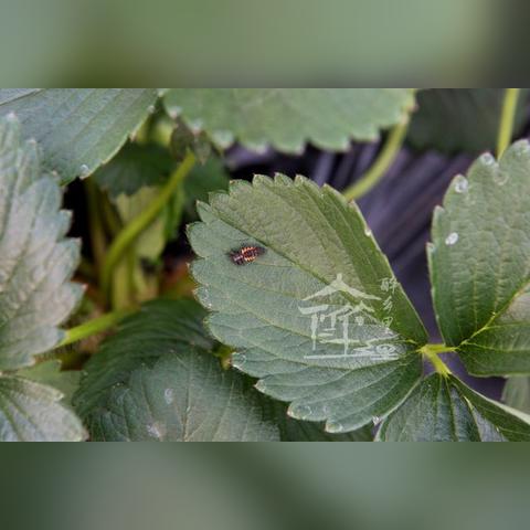 《心动小镇》捕捉异色瓢虫秘境攻略揭晓