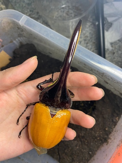 心动小镇长戟大兜虫捕捉秘境揭晓