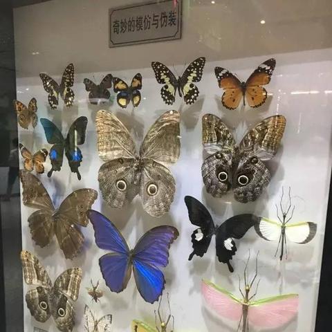 光明女神闪蝶捕捉秘境揭晓，心动小镇新发现！