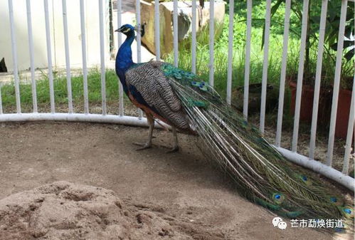 心动小镇锥头螳捕捉攻略，一网打尽捕捉技巧揭秘