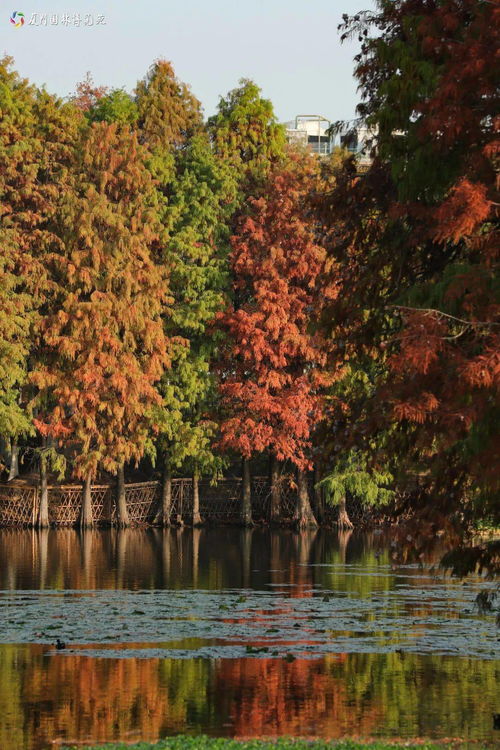 绿贝矩蛱蝶捕捉秘境曝光，心动小镇新发现！