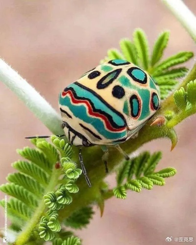 心动小镇毕加索盾蝽捕捉秘境揭晓