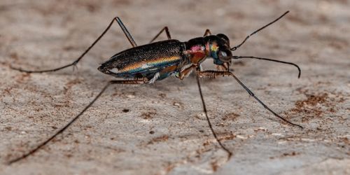 《心动小镇》黄蜂虎天牛捕捉攻略，一网打尽新技巧