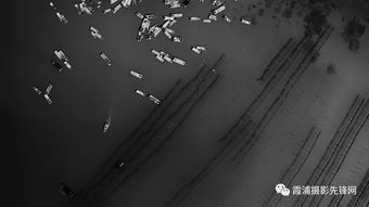 心动小镇捕捉秘籍：一网打尽普蓝眼灰蝶踪迹