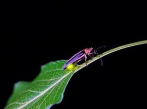 心动小镇菜粉蝶捕捉秘境揭晓