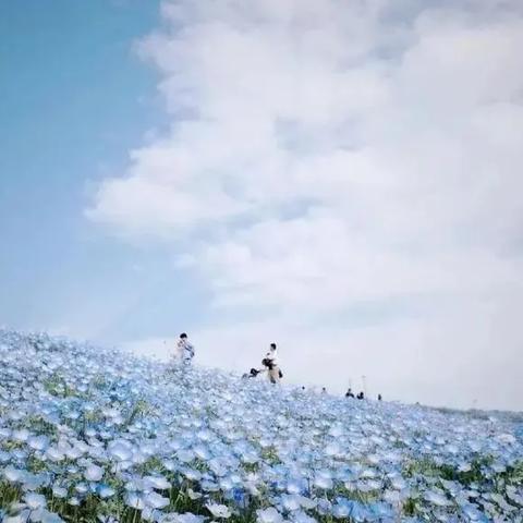 心动小镇钩粉蝶捕捉秘境揭晓