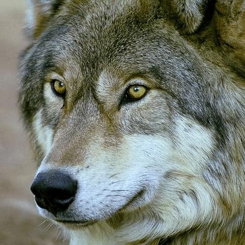 七日世界孤狼荒原攻略：高效收集秘籍全解析